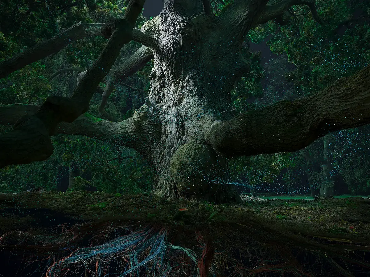 Of The Oak project thumbnail